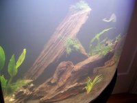day 4 tank pix 003.jpg
