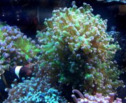 branching frogspawn_4heads_$30.jpg