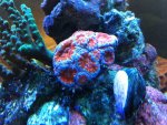 indo-pacific acan 20+heads $60.jpg