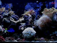 Reef 9-27-2011 002.JPG