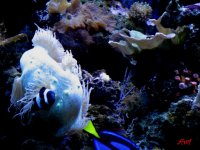 Reef 9-27-2011 004.JPG