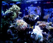 Reef 9-27-2011 005.JPG