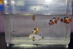 5 High End Clownfish A DSC_0075.jpg