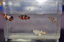 5 High End Clownfish B DSC_0076.jpg