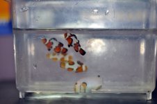 5 High End Clownfish C DSC_0080.jpg