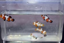 5 High End Clownfish D DSC_0073.jpg
