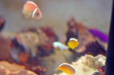 Orange Skunk Attacking the White DSC_0318 copy 800.jpg