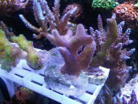 IMG00621-20110805-0138.jpg