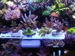 IMG00622-20110805-0138.jpg