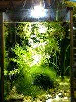 Spec Tank Planted Under 3x2W WingoLED for 3 months IMG_1910.jpg