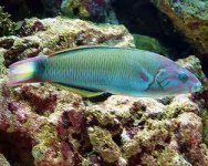 moon wrasse.jpg