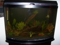 tanks week 2 001.jpg
