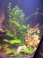 36 gallon plants completed 004.jpg