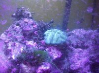coral.jpg