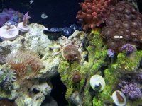 tank pic.jpg