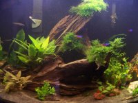 fish and shrimp 001.jpg