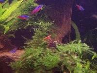 fish and shrimp 002.jpg