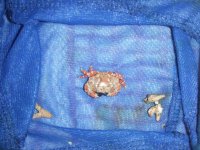 Crab.jpg