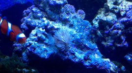coral2.jpg
