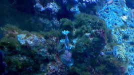 coral3.jpg