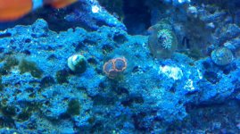 coral4.jpg