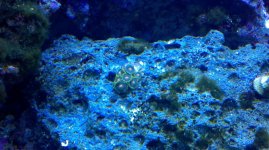 coral5.jpg