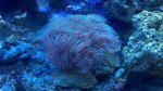 coral6.jpg