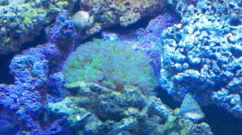 coral7.jpg