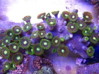 radio active purple rings.jpg