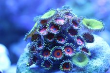 Nuc Green Eagle Eye.JPG