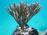 Gorgonian at San Blass.jpg