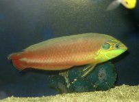 earmuff wrasse close-up.jpg