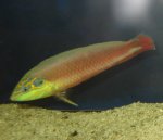 Earmuff Wrasse 1.jpg