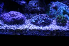 acans-2.jpg