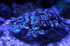 acan-1.jpg