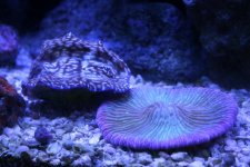 Clam and plate coral - 1.jpg