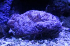 enchinata-1.jpg