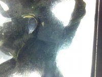 synodontis.JPG synodontis.JPG