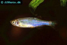pearl-danio-1.jpg pearl-danio-1.jpg