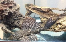 plec.jpg plec.jpg