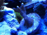 Blue Polyp Frag.jpg