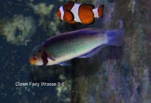 Wrasse.jpg