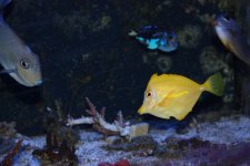 Yellow Tang.jpg