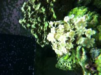 green polyp.JPG