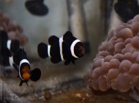 clownfish2.jpg