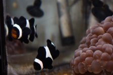 clownfish3.jpg