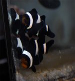 clowfish4.jpg