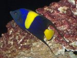 ASFUR ANGELFISH 078.jpg