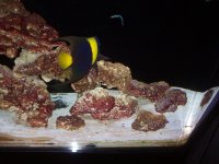 ASFUR ANGELFISH 067.jpg