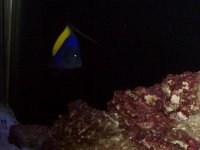 ASFUR ANGELFISH 062.jpg